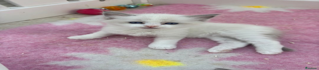Ragdoll Kitten 1 blue bicolour 