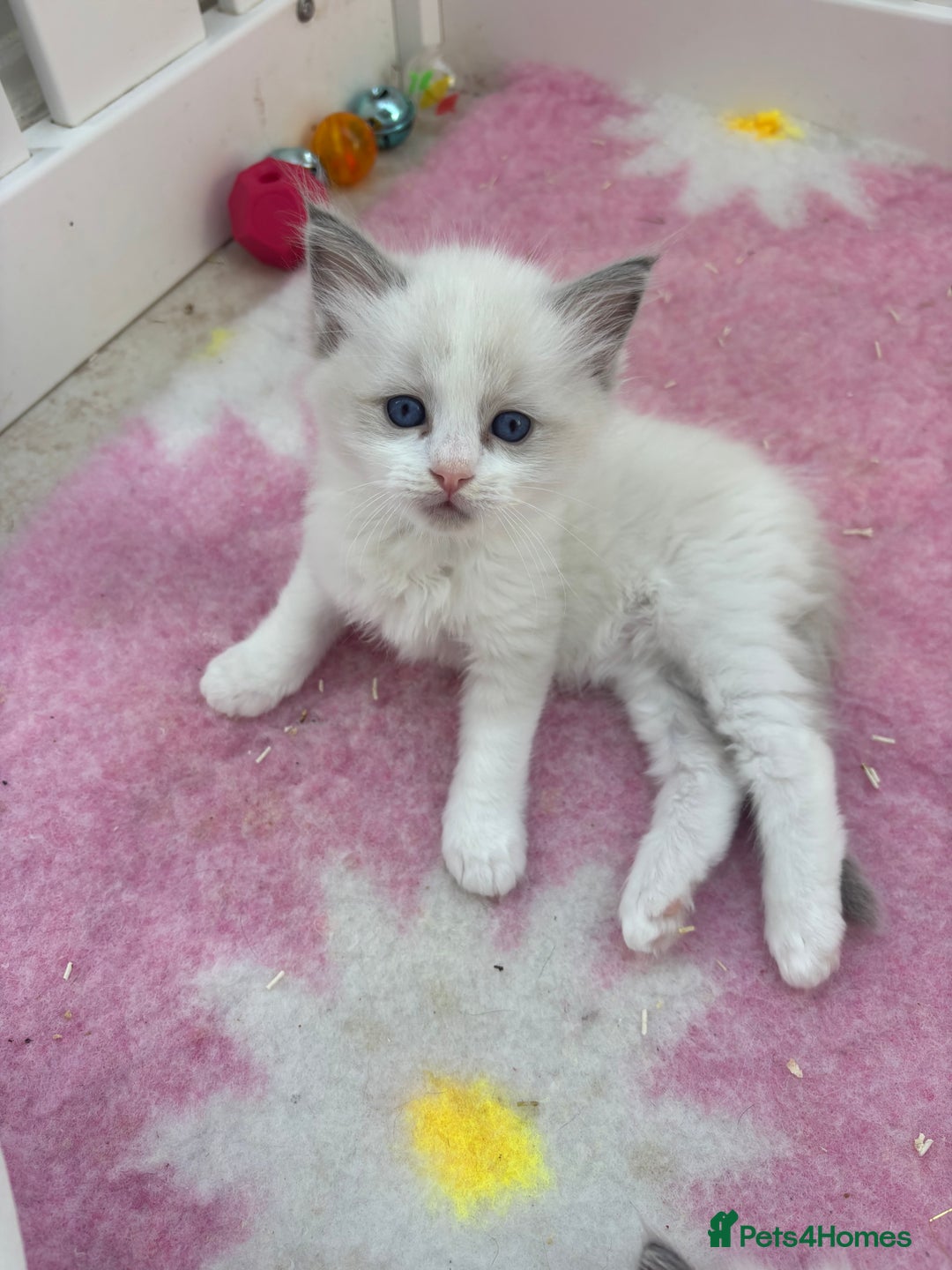 Ragdoll cats for sale: Gorgeous European ragdolls, Tica registered - Image 7