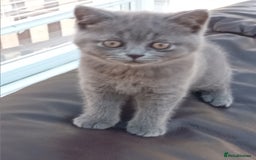 British Shorthair cats for sale: Beautiful British short-hair kittens  - Image 7