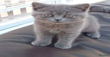 British Shorthair cats - Advert 6