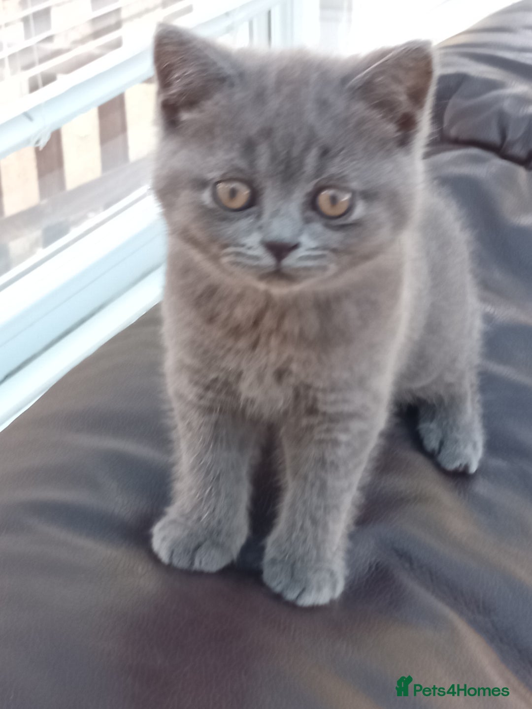 British Shorthair cats for sale: Beautiful British short-hair kittens  - Image 7