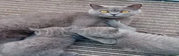 British Shorthair cats for sale: Gorgeous British short-hair kittens  - Advert 10