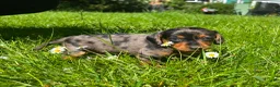 Dachshund dogs for sale: Dachshund puppies in Leicester - Advert 7