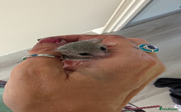 Sugar Glider rodents - Advert 1