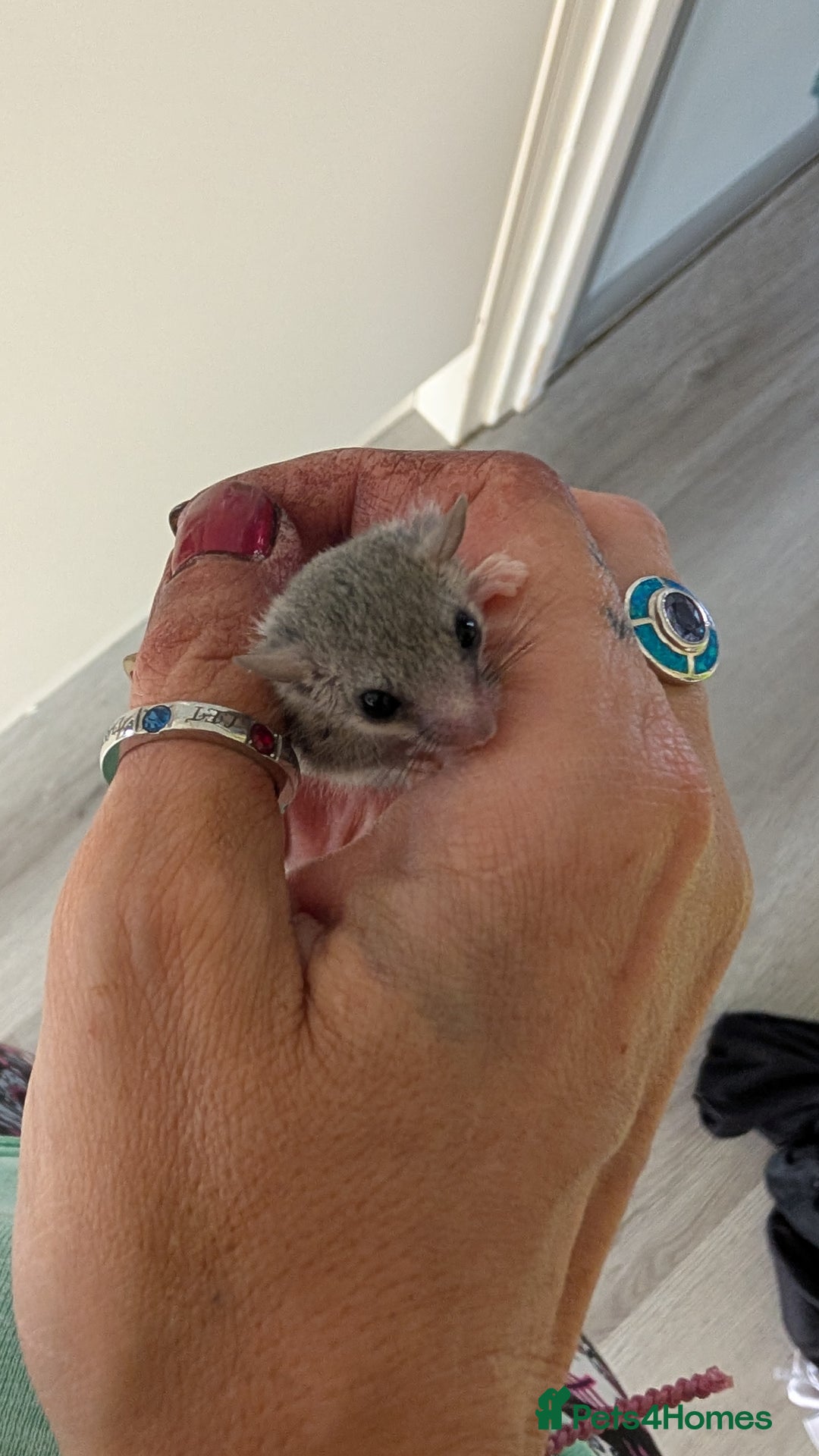 Sugar Glider rodents for sale: 4 adults& babies squirrells/pigmy door mice - Image 1