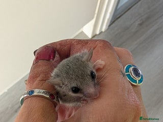 Sugar Glider rodents for sale - Advert 1