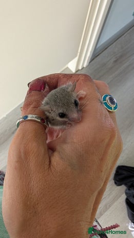 Sugar Glider rodents - Advert 1