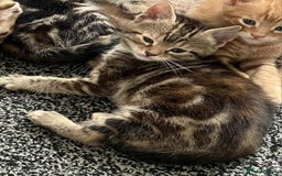 Mixed Breed cats for sale: 5 Bengal x Kittens–Glitter Coats,Beautiful Colours - Advert 27