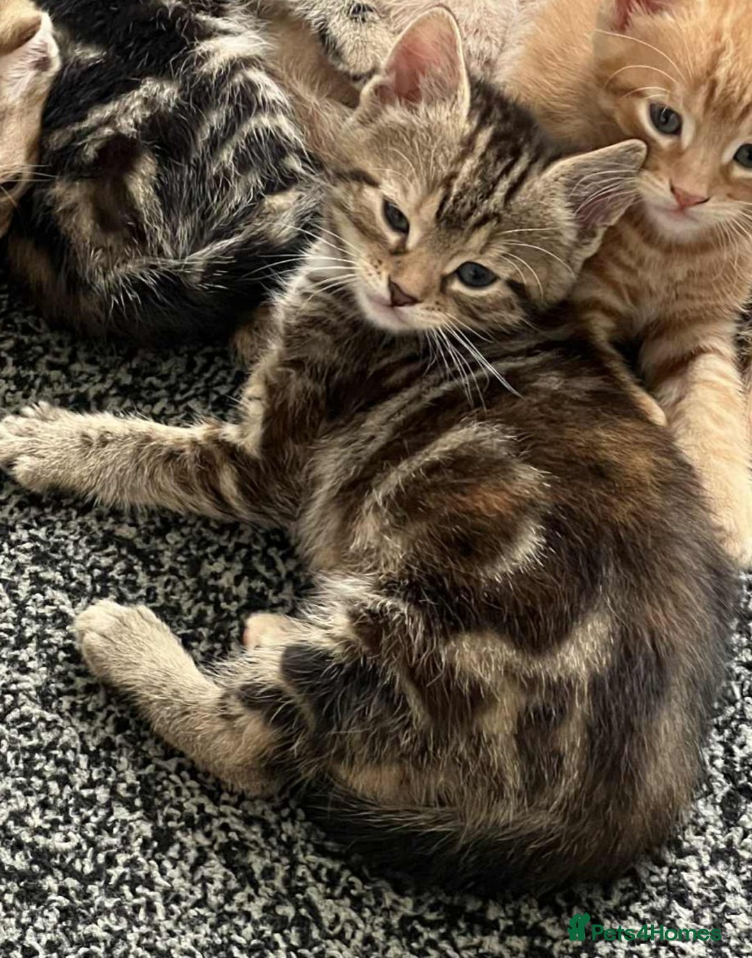 Mixed Breed cats for sale: 5 Bengal x Kittens–Glitter Coats,Beautiful Colours - Advert 27