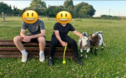 Goats livestock for sale: 2 Friendly pet goats. Wethers. - Image 3