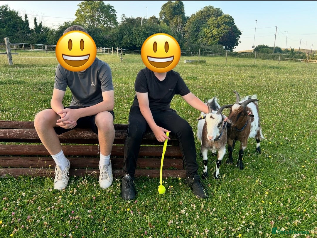 Goats livestock for sale: 2 Friendly pet goats. Wethers. - Image 3