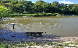 Labrador Retriever dogs for sale: Labrador puppy is looking for her forever home - Image 6