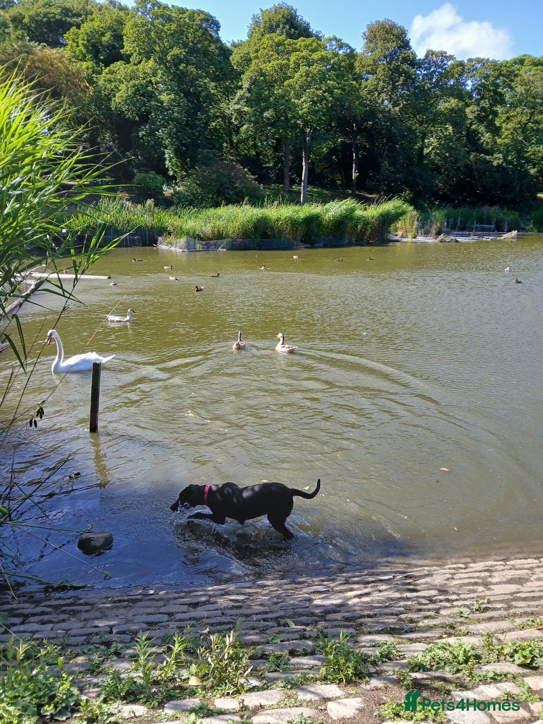 Labrador Retriever dogs for sale: Labrador puppy is looking for her forever home - Image 6