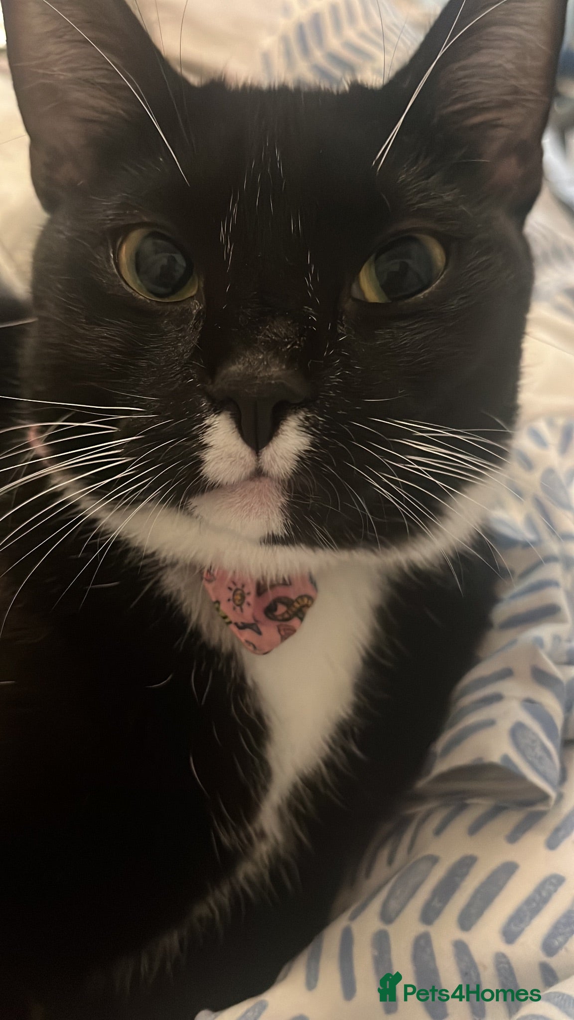 Domestic Shorthair cats Rory, 3 years - Advert 4
