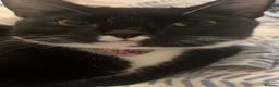 Domestic Shorthair cats for sale: Rory, 3 years in Surbiton - Advert 1