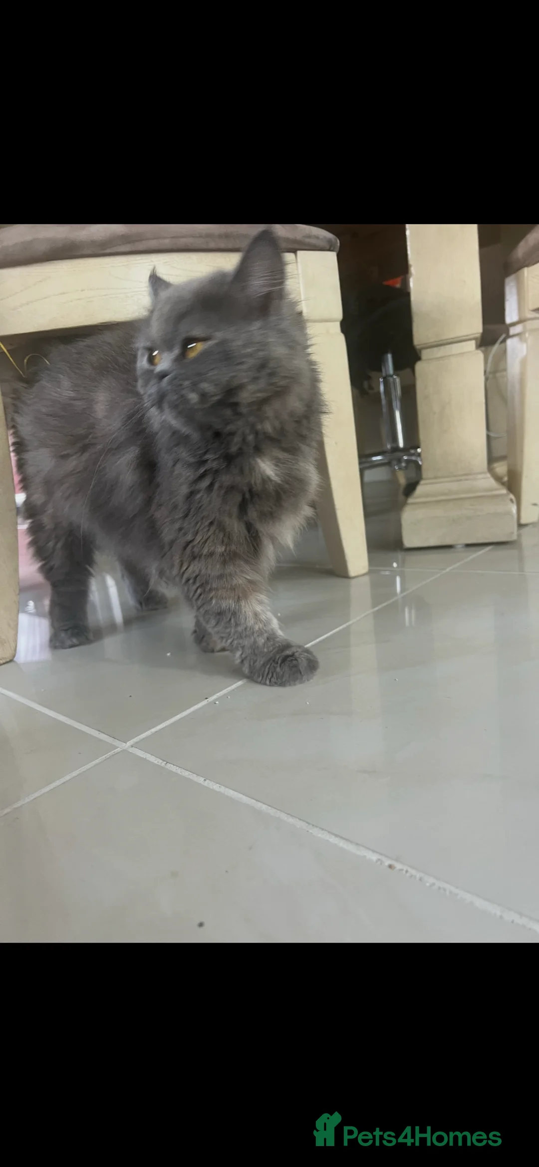 Mixed Breed cats for sale: Mixed Persian kitten  in Sutton - Advert 2