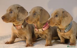 Miniature Dachshund dogs for sale:  🌟5StarsLicense+Holistic+KC+VetChecked+PRA Clear+ - Image 38