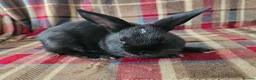 Mixed Breed rabbits for sale: READY TO LRAVE NOW!  - Advert 4