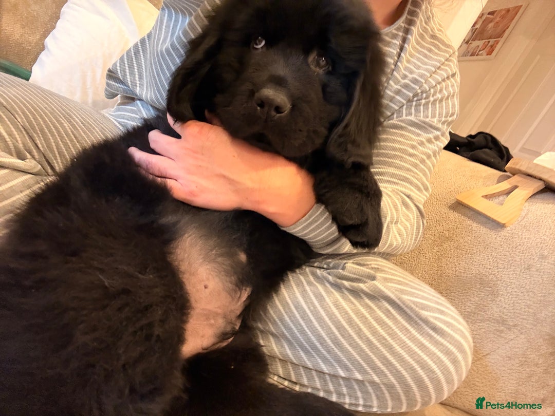 Newfoundland dogs for sale: Kc Registered & health tested Newfoundland Puppies - Advert 2