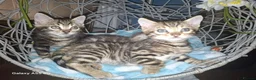 Bengal cats for sale:  Premium Bengal Kittens – 5★ Licensed Cattery - Advert 20