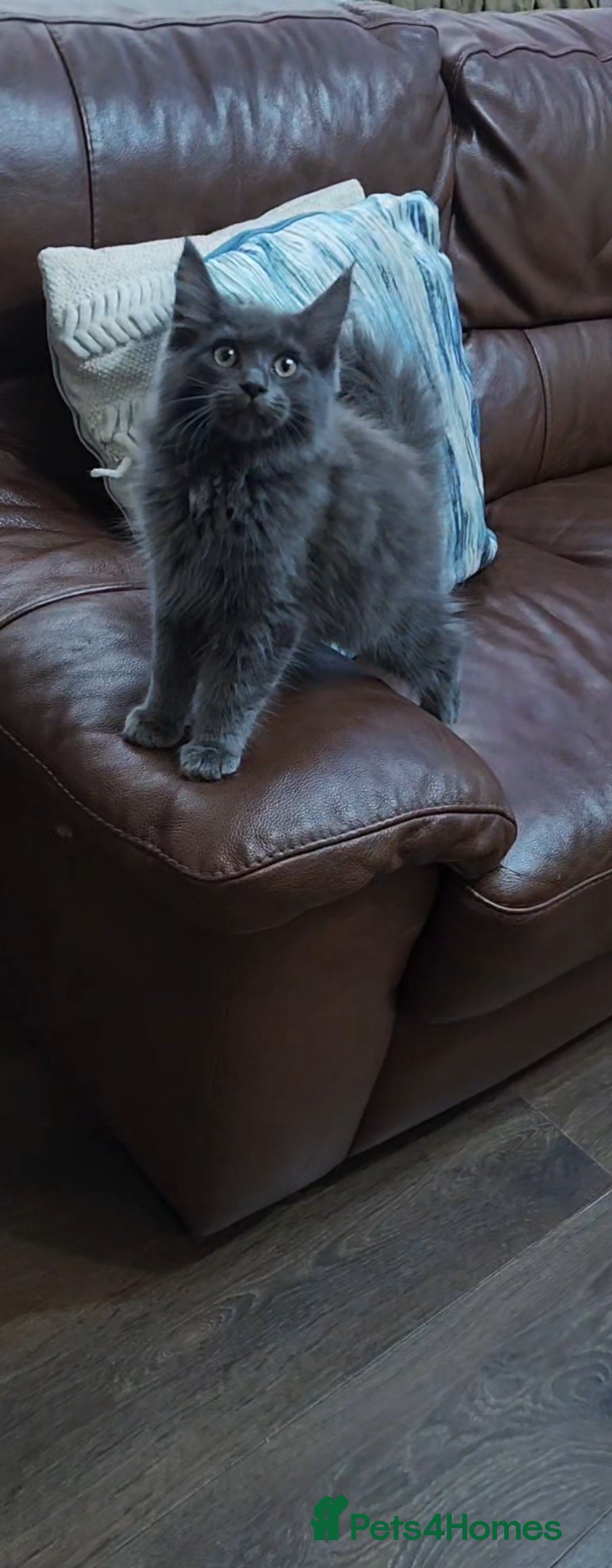 Maine Coon cats Stunning Full Blue Female Kittens  - Advert 18