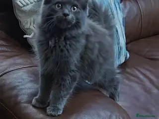 Maine Coon cats Stunning Full Blue Female Kittens - Advert 18