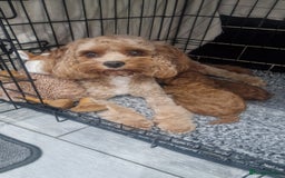 Cavapoo dogs for sale: Cavapoo f1b - Image 8