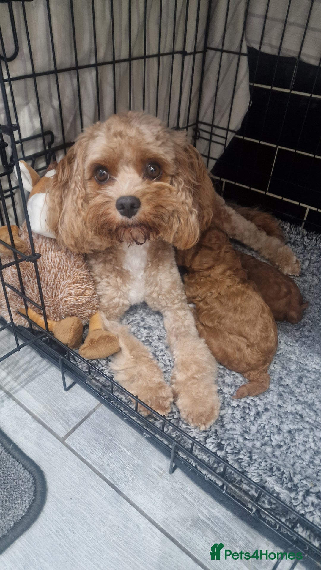 Cavapoo dogs for sale: Cavapoo f1b - Image 8