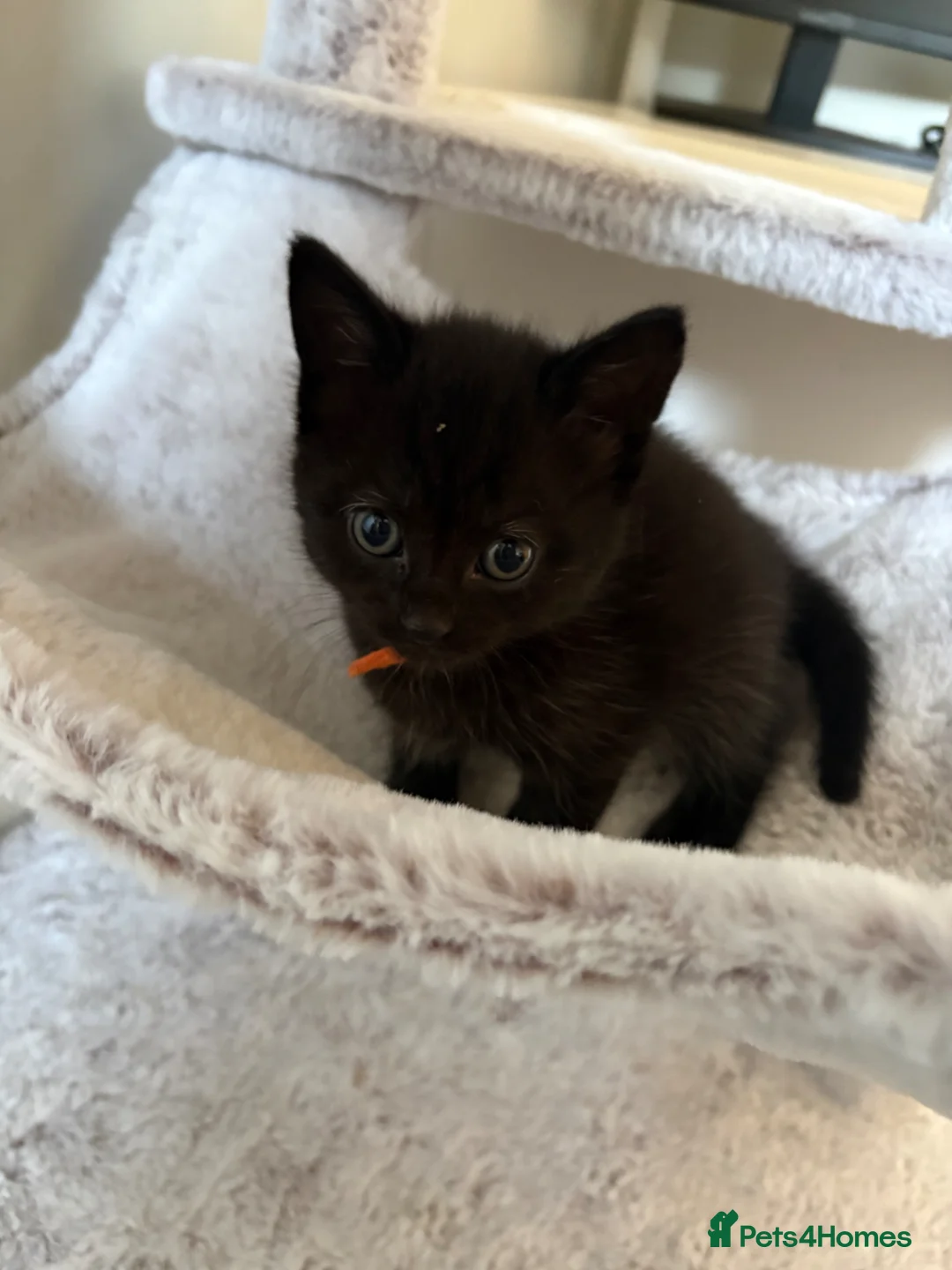 Mixed Breed cats for sale: Beautiful kitten - Advert 2
