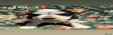 Cocker Spaniel 6