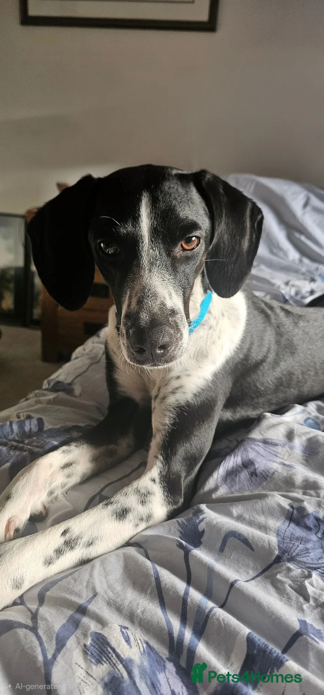 Pointer dogs for sale: 18 month old pointer - Advert 20