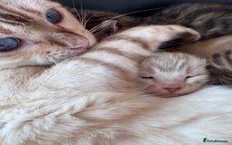 Bengal cats for sale: TICA Reg Bengal Kittens - Browns, Lynx & Mink - Image 17