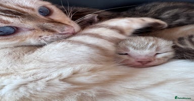 Bengal cats - Advert 2