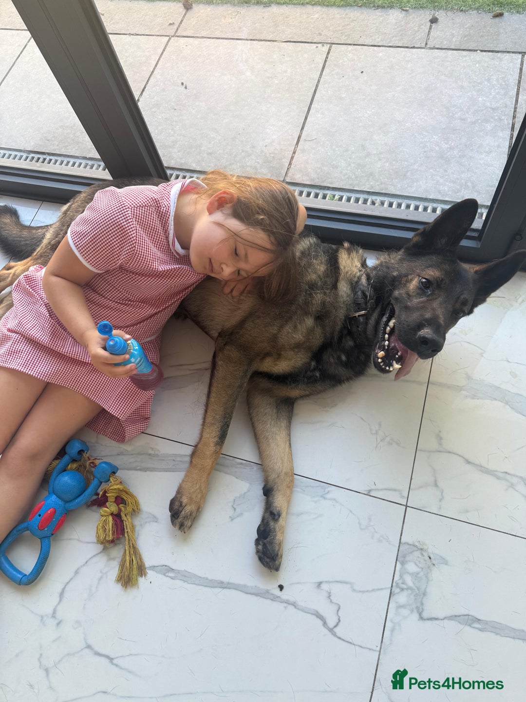 German Shepherd dogs for sale: Tyshunde memphis - Advert 5