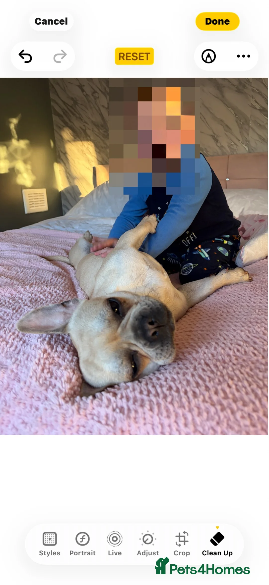 Mixed Breed dogs for sale: Frenchie Cross  - Advert 2