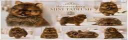 Pomeranian dogs for sale: SUPER TINY MINI POMERANIANS RKC - Advert 8
