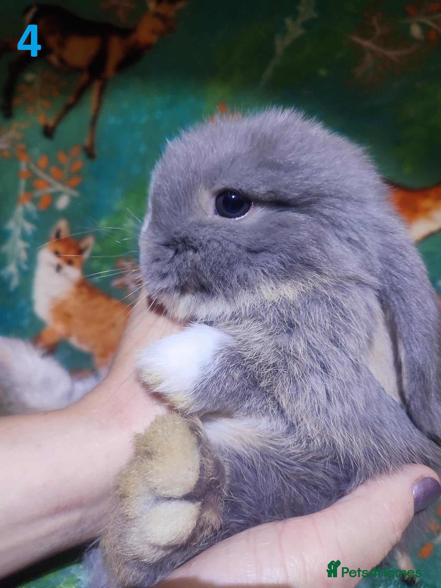 Mini Lop rabbits Baby Mini Lops - Advert 15