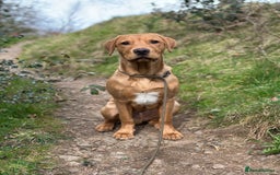 Labrador Retriever dogs for stud: 🐾 Stud Dog Available Soon – Enquiries Welcome 🐾 - Image 1