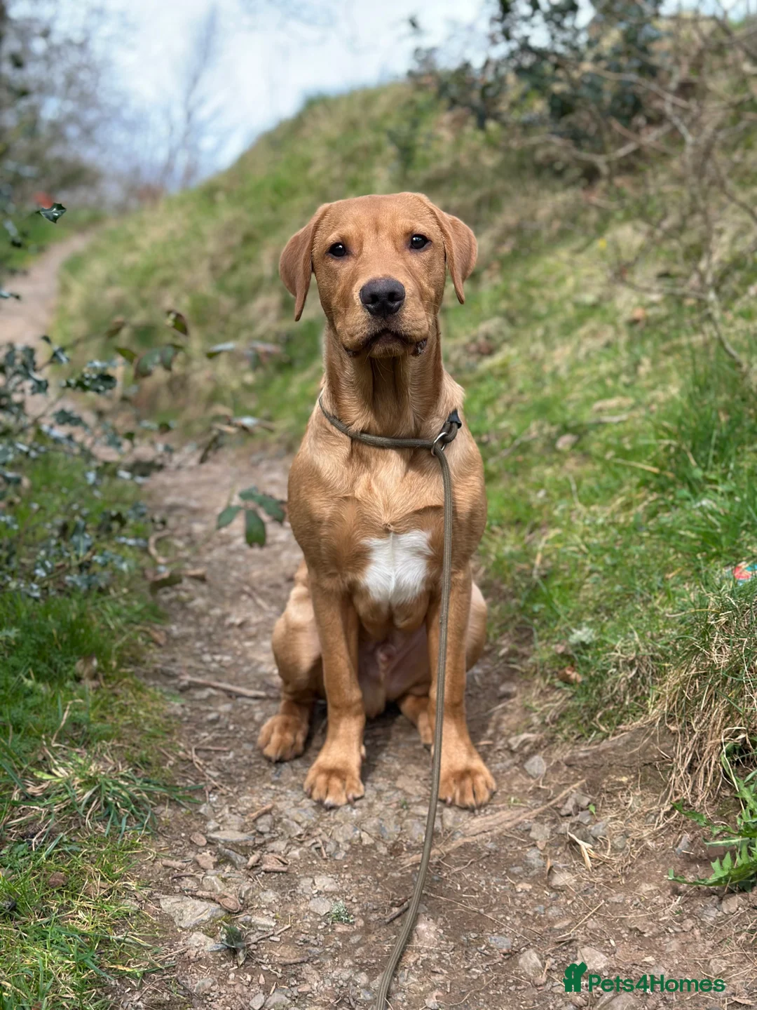 Labrador Retriever dogs for stud: 🐾 Stud Dog Available Soon – Enquiries Welcome 🐾 - Advert 1