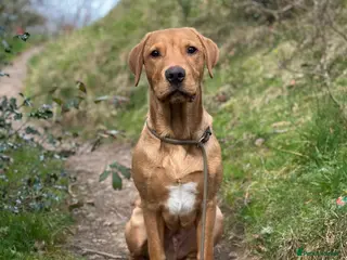 Labrador Retriever dogs 🐾 Stud Dog Available Soon – Enquiries Welcome 🐾 - Advert 20