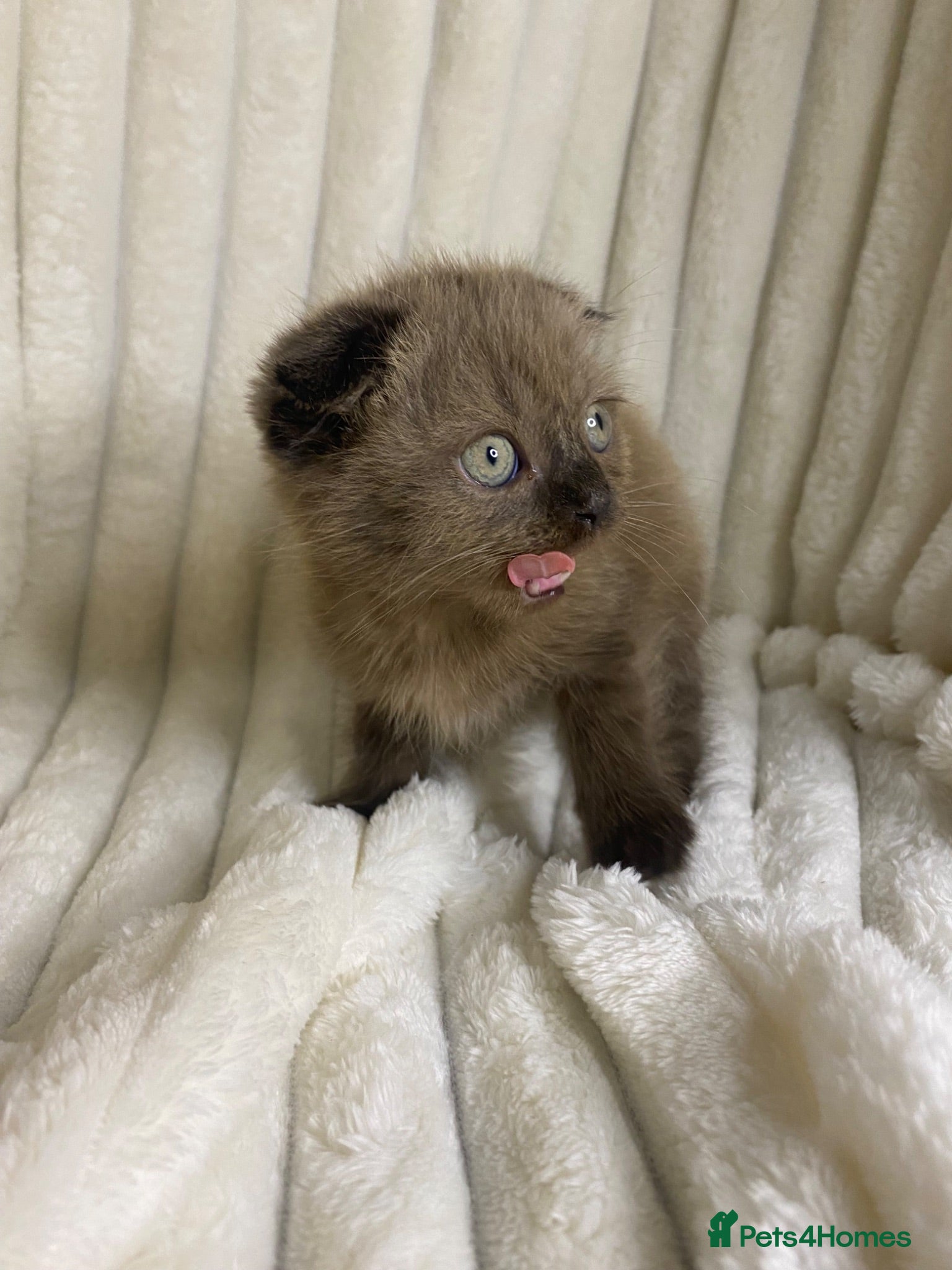 Mixed Breed cats ❤️BSH X SCOTTISH FOLD❤️ RARE CHOCOLATE COLOUR - Advert 3