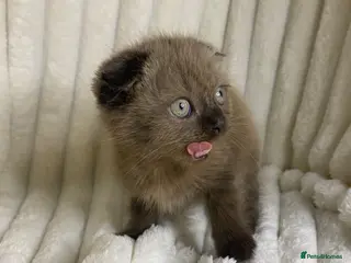 Mixed Breed cats ❤️BSH X SCOTTISH FOLD❤️ RARE CHOCOLATE COLOUR - Advert 3