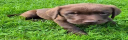 Labrador Retriever dogs for sale: Ready Now Exceptional 0/0 KCReg Chocolate Labrador - Advert 5