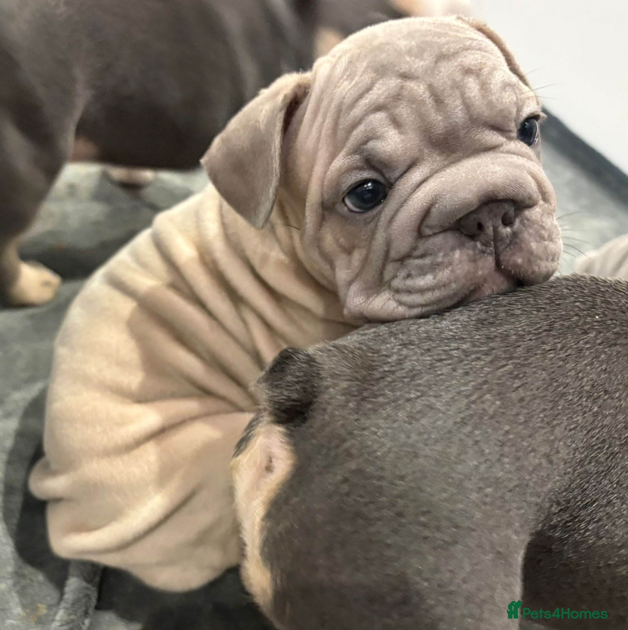 French Bulldog dogs Beautiful litter of French Bulldog Puppies - Advert 9