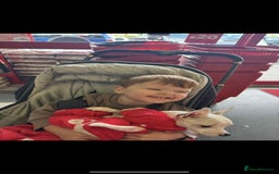 Chihuahua dogs for sale: White chihuahua - Image 4