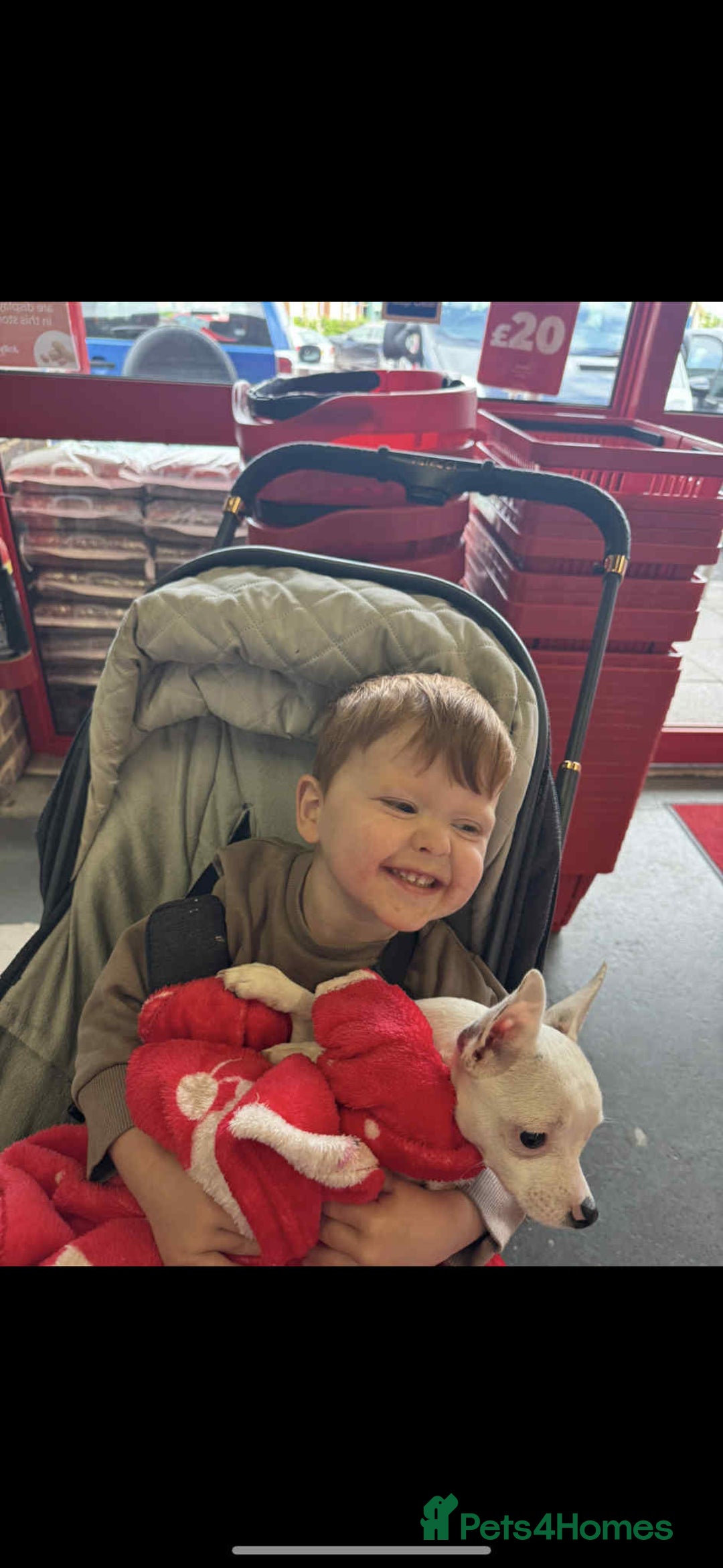 Chihuahua dogs for sale: White chihuahua - Image 4