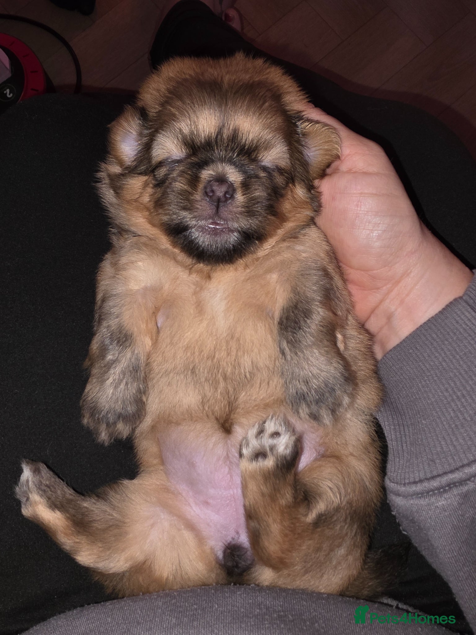 Shih Tzu dogs Beautiful Shih Tzu Puppies 5 girls 1 boy - Advert 2