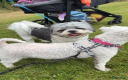 Shih Tzu dogs for sale: Teddy the shihtzu looking for good home  - Image 12