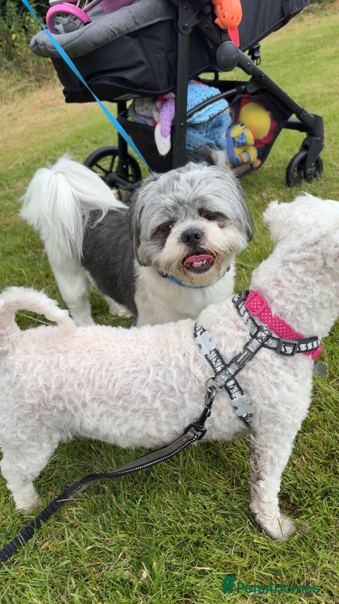 Shih Tzu dogs for sale: Teddy the shihtzu looking for good home  - Image 12