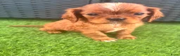 Cavalier King Charles Spaniel dogs for sale: Cavalier King Charles puppies - Advert 6
